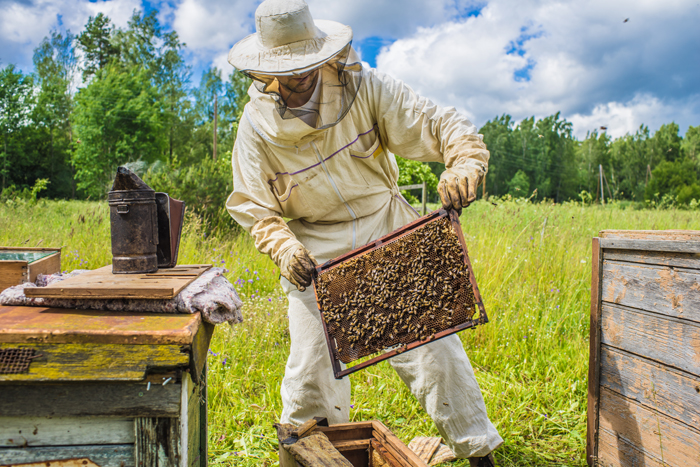 l-apiculture-un-m-tier-difficile-mais-passionnant